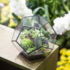 Fairy Garden Polyhedron Glass Geometric Terrarium