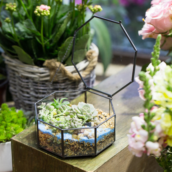 Modern Octagon Tabletop Flower Pot Succulents Planter Fern Moss Plants Box Garden Display Bonsai Glass Geometric Terrarium Gift