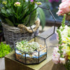 Modern Octagon Tabletop Flower Pot Succulents Planter Fern Moss Plants Box Garden Display Bonsai Glass Geometric Terrarium Gift