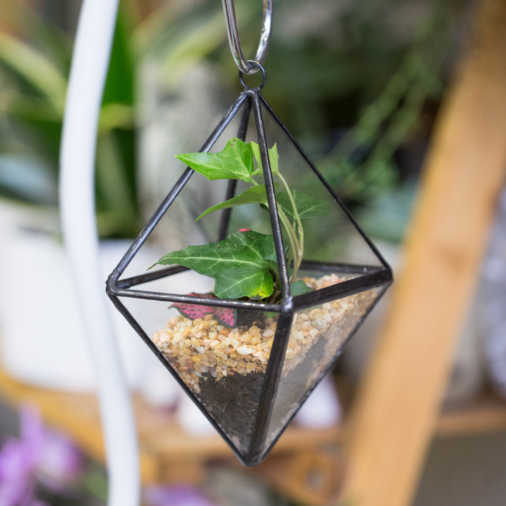 Air Plants Bonsai Flower Pot Hanging Geometric Clear GlassTerrarium Succulent Fern Moss Garden Succulent Plant display